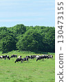 Holstein 130473155