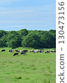 Holstein 130473156