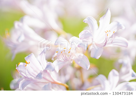 白色的甘草花在燈光下閃閃發光 白色的甘草花在燈光下閃閃發光 130473184
