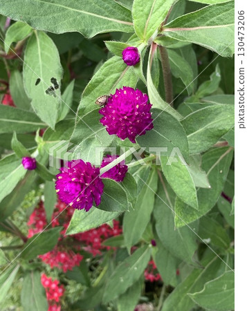 Sennichiko Sennichiko 130473206