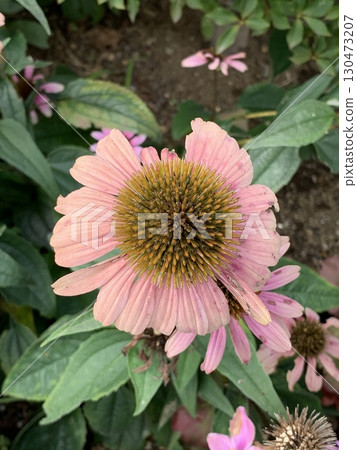 Echinacea purpurea 130473207