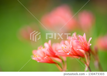 柔和的粉紅甘草花 130473303