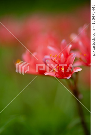 鮮紅色的甘草花 鮮紅色的甘草花 130473443