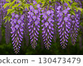 紫藤花的景觀 130473479