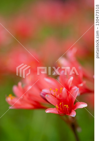 紅色甘草簇和花朵的特寫 130473518