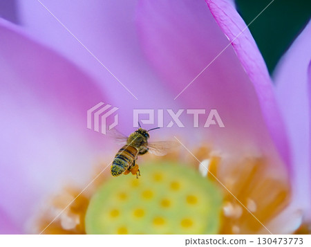 蜜蜂棲息在蓮花上 蜜蜂棲息在蓮花上 130473773