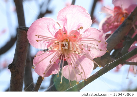 Plum blossoms telling the arrival of spring Plum blossoms telling the arrival of spring 130473809