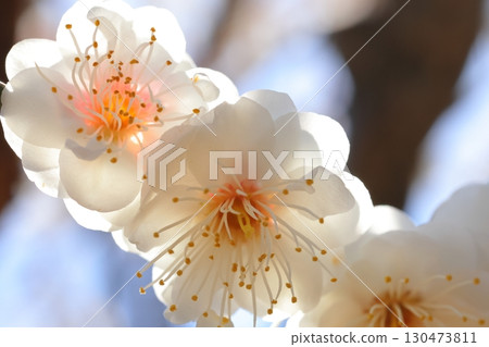 white plum blossom white plum blossom 130473811