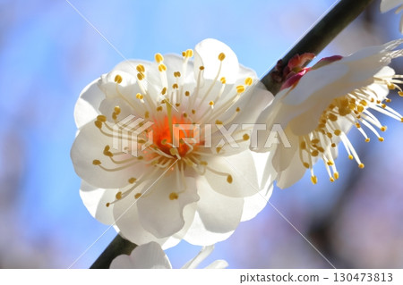 white plum blossom 130473813