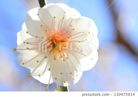 Plum blossoms in the blue sky 130473814