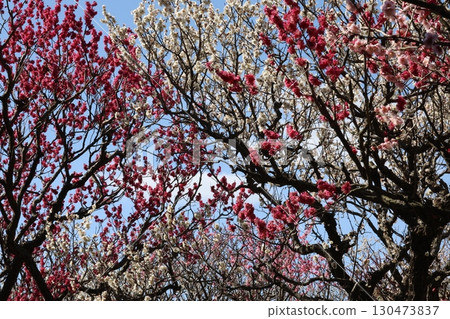 Plum blossoms in the blue sky 130473837