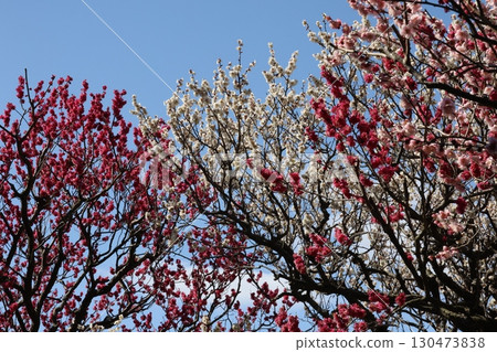 Red plum blossoms shining against the blue sky Red plum blossoms shining against the blue sky 130473838