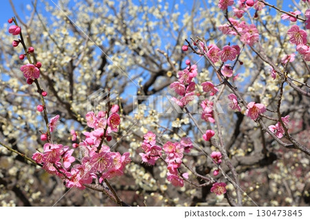 Red plum blossoms shining against the blue sky 130473845