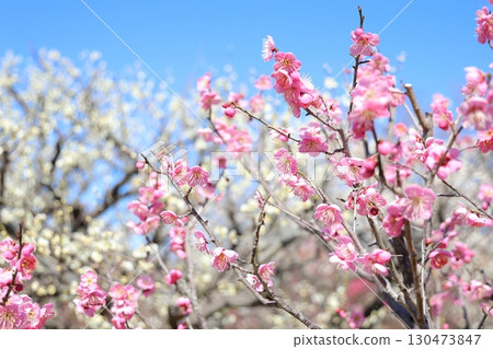 Red plum blossoms shining against the blue sky 130473847