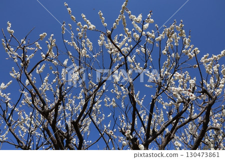 發光在藍天的白色李子 130473861