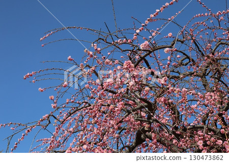 豐滿的梅花映襯著藍天 130473862