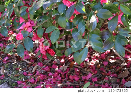 Scattered camellia 130473865