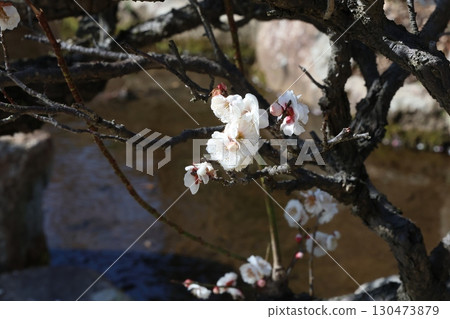 白梅花和河流 白梅花和河流 130473879