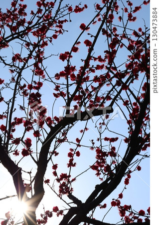 Red plum blossoms shining against the blue sky Red plum blossoms shining against the blue sky 130473884