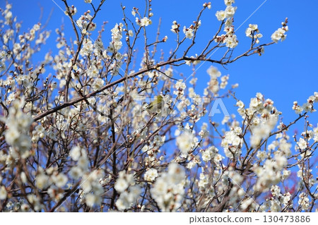 藍天襯托下的白色梅花與日本繡眼鳥 130473886