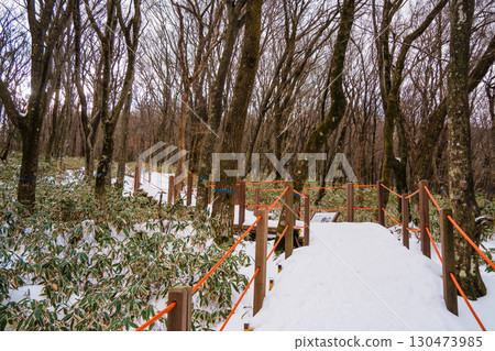 Winter forest with snow and sunlight on Eorimok Trail, Hallasan, Jeju Island 130473985