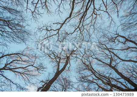 Bare winter tree branches against blue sky on Hallasan, Jeju Island Bare winter tree branches against blue sky on Hallasan, Jeju Island 130473989