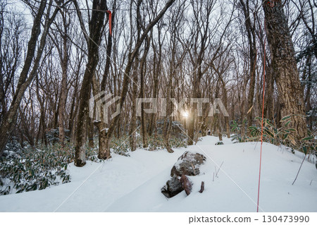Winter forest with snow and sunlight on Eorimok Trail, Hallasan, Jeju Island Winter forest with snow and sunlight on Eorimok Trail, Hallasan, Jeju Island 130473990