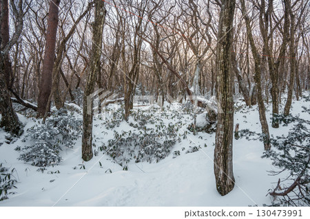 Winter forest with snow and sunlight on Eorimok Trail, Hallasan, Jeju Island Winter forest with snow and sunlight on Eorimok Trail, Hallasan, Jeju Island 130473991