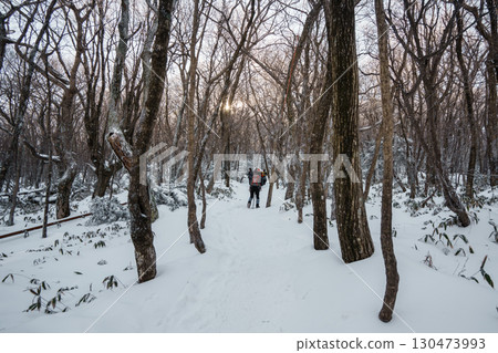 Winter forest with snow and sunlight on Eorimok Trail, Hallasan, Jeju Island 130473993