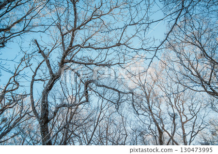 Bare winter tree branches against blue sky on Hallasan, Jeju Island Bare winter tree branches against blue sky on Hallasan, Jeju Island 130473995