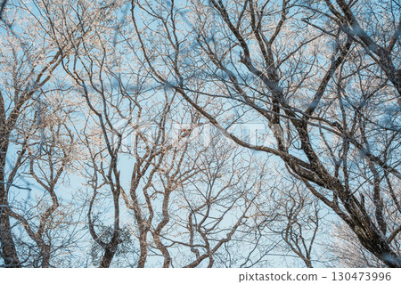 Bare winter tree branches against blue sky on Hallasan, Jeju Island Bare winter tree branches against blue sky on Hallasan, Jeju Island 130473996