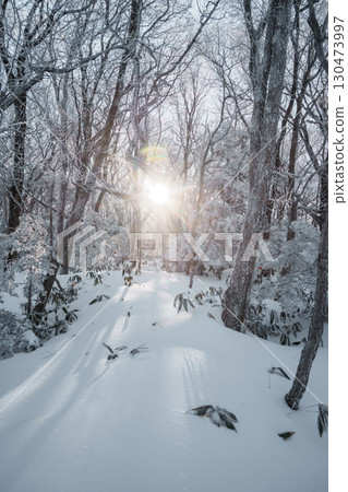 Sunlight over snowy winter forest on Eorimok Trail, Hallasan, Jeju Island 130473997