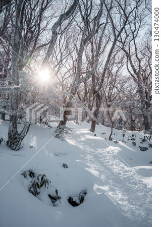 Sunlight over snowy winter forest on Eorimok Trail, Hallasan, Jeju Island Sunlight over snowy winter forest on Eorimok Trail, Hallasan, Jeju Island 130474000