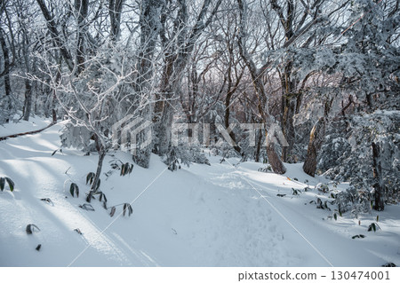 Sunlight over snowy winter forest on Eorimok Trail, Hallasan, Jeju Island 130474001
