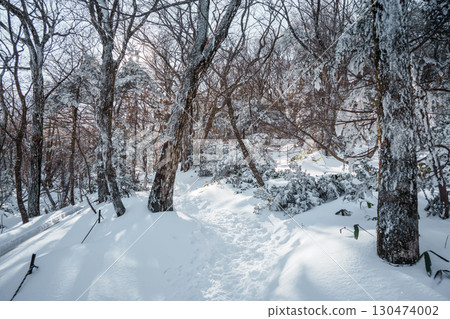 Sunlight over snowy winter forest on Eorimok Trail, Hallasan, Jeju Island Sunlight over snowy winter forest on Eorimok Trail, Hallasan, Jeju Island 130474002