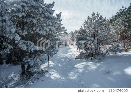 Sunlight over snowy winter forest on Eorimok Trail, Hallasan, Jeju Island 130474005
