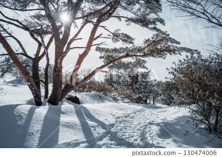 Sunlight over snowy winter forest on Eorimok Trail, Hallasan, Jeju Island 130474006