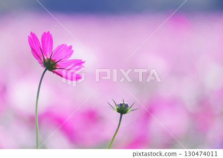 宇宙在風中搖曳 130474011