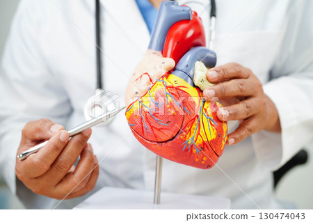 Cardiovascular disease CVD, doctor with heart human model anatomy for treatment patient in hospital. 130474043