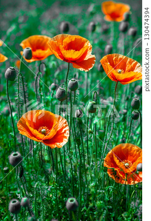 Theof a photo poppy flowers in summer Capture this image with 130474394