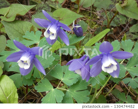 Purple flowers blooming in the spring garden 130474482