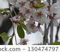 Cherry blossom petals on a cloudy day 130474797
