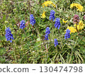 Blue flowers and dandelions 130474798