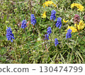 Blue flowers Yellow flowers 130474799