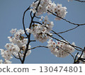 Sakura that shines in the blue sky 130474801