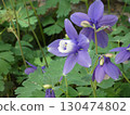 A close-up photo of a plant with purple flowers 130474802