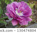 Large petal red flower 130474804