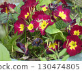 Red petal flower 130474805