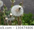 Cotton fluff. Have a nice trip. 130474806