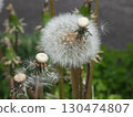 After the fluff flies away 130474807